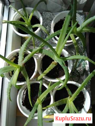 Алоэ столетник Домодедово - изображение 1