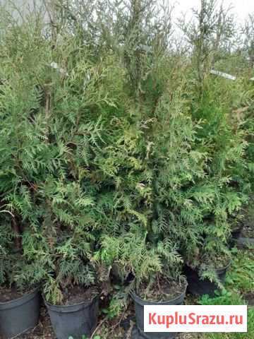 Вошебная туя Брабант Можайск - изображение 1