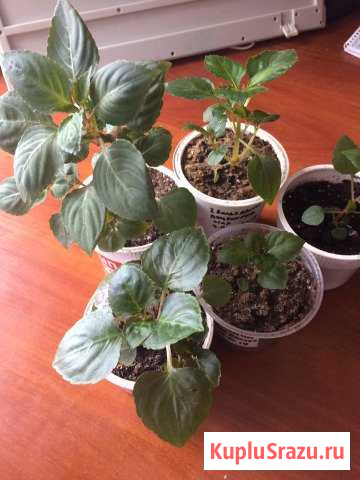 Бальзамин Люберцы - изображение 1