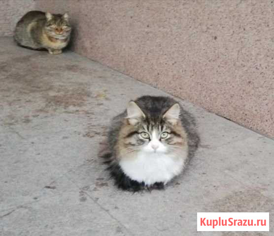 Котенок 5,5 месяцев Коломна - изображение 1
