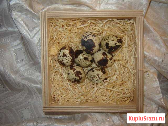 Яйца инкубационные манчжурских перепелов Монино - изображение 1