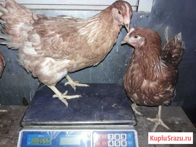 Молодые куры. Оптом Шатура - изображение 1