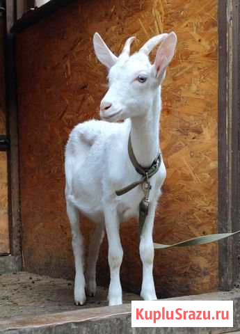 Зааненские чистокровные козлики-производители Истра - изображение 1