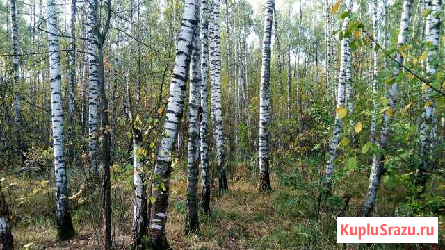  Королев - изображение 1