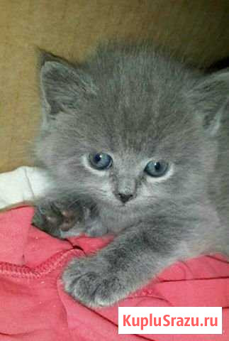 Британские котята Красногорск - изображение 1