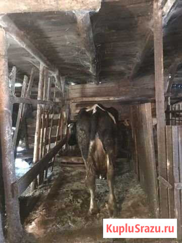 Коровы Ступино - изображение 1