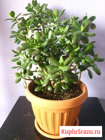 Крассула Королев - изображение 1