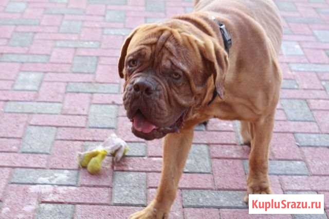 Бордоский Дог Анапа - изображение 1