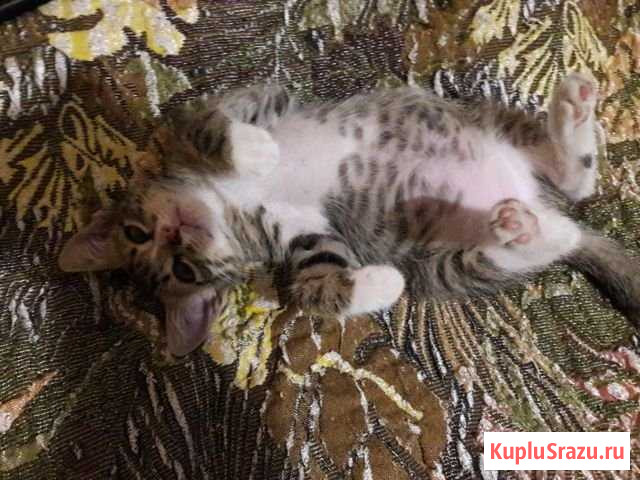 Котик Шахты - изображение 1