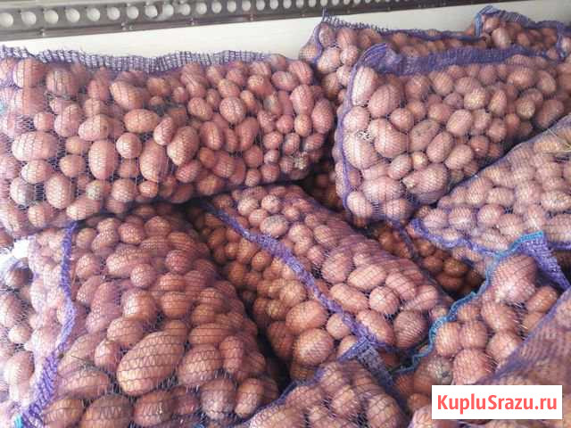 Картофель Новотитаровская - изображение 1