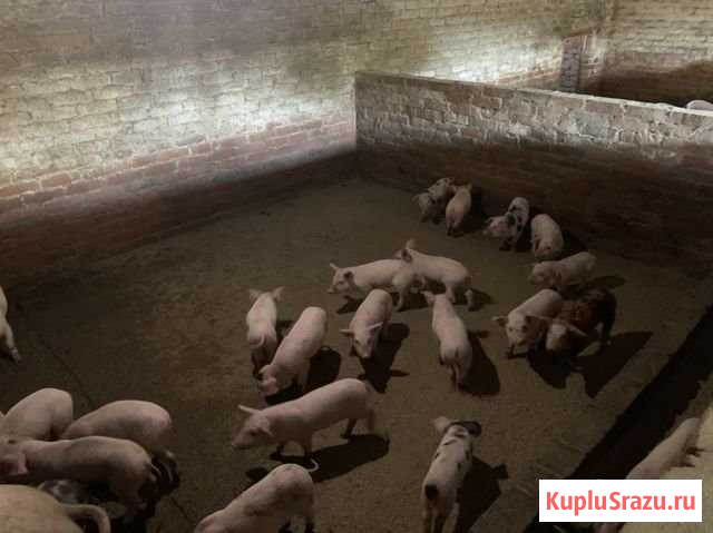 Поросята Кропоткин - изображение 1