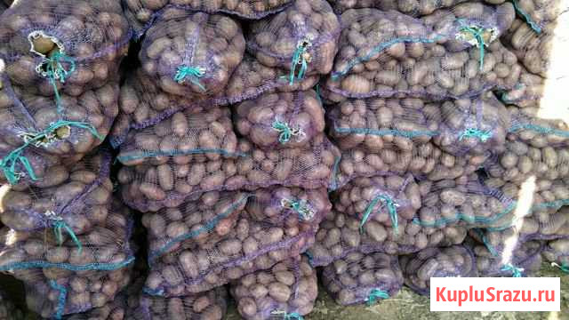Картофель Красноуфимск - изображение 1
