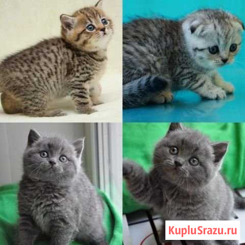 Шотландские котята Новоуральск - изображение 1