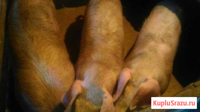 Свинки на племя Краснотурьинск - изображение 1