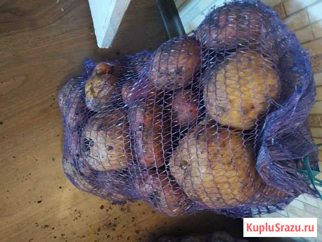 Картошка деревенская Магнитогорск - изображение 1