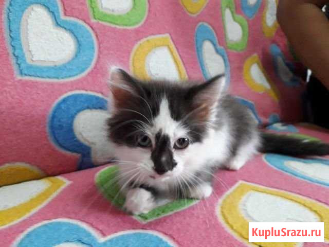 Котенок в добрые руки Менделеевск - изображение 1