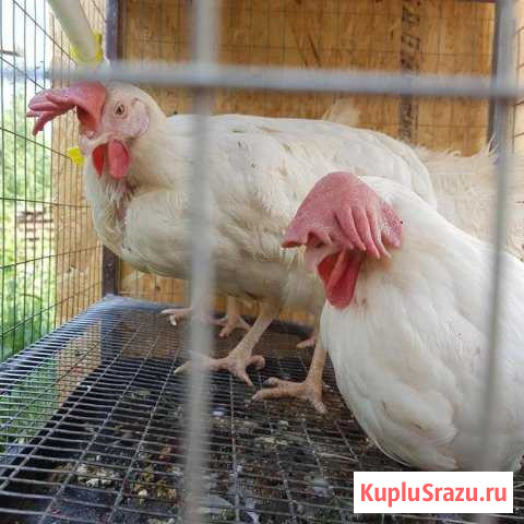 Птица. Кура Нижний Тагил - изображение 1