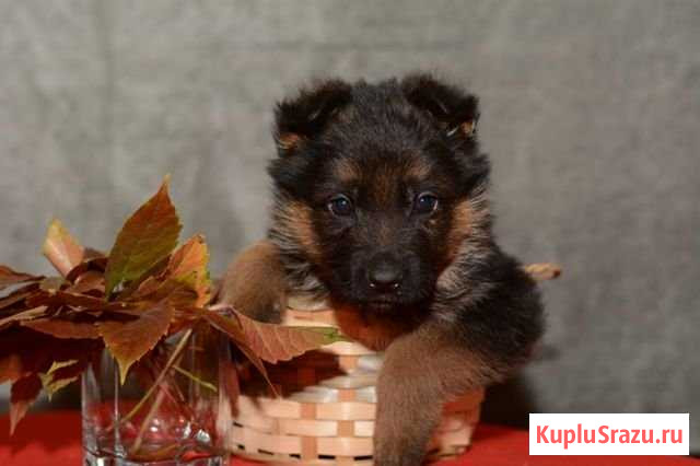 Продам щенков Бийск - изображение 1