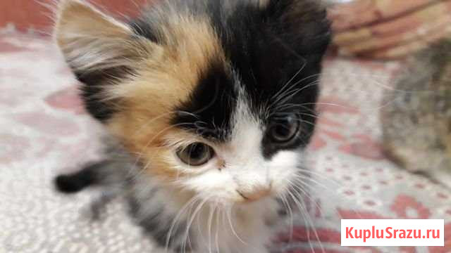 Котята Рубцовск - изображение 1