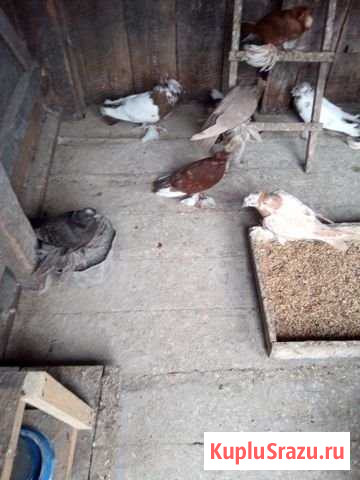 Голуби Бухарские Барабанщики Родино - изображение 1