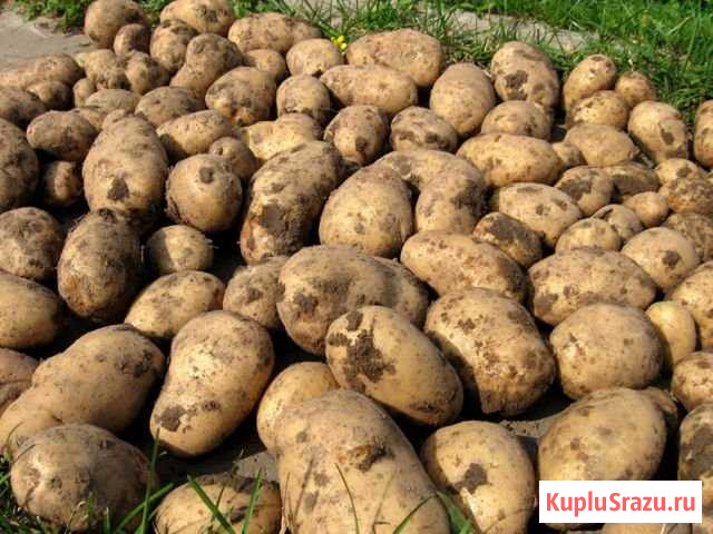 Продажа картофеля Городец - изображение 1