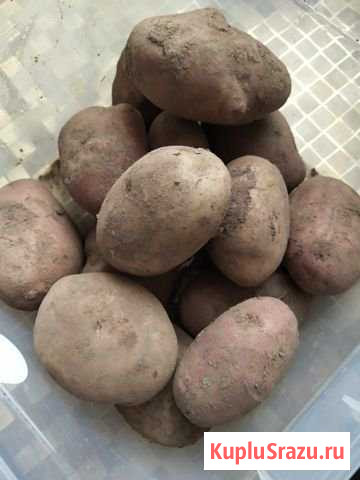 Картофель Луга - изображение 1
