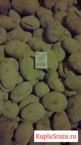 Картофель нестандарт, на корм животным Бугры - изображение 1