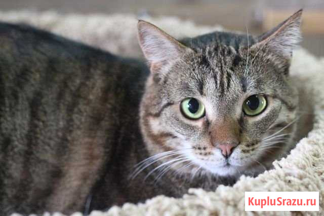 Кот Борис Кудрово - изображение 1