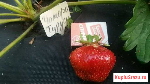 Сортовая клубника Мурино - изображение 1