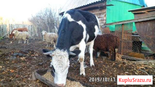 Тёлочка год и семь Алейск - изображение 1