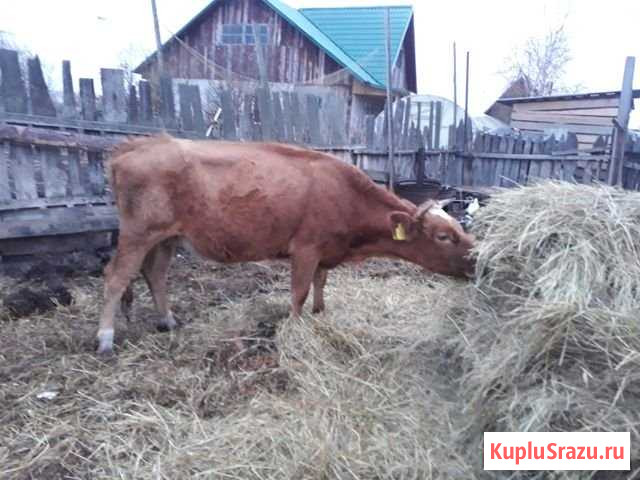 Телка Калманка - изображение 1