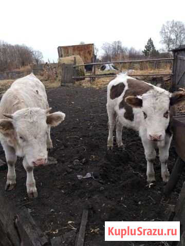 Продаются 2 Бычка крупной породы 8месяцев Благовещенск - изображение 1
