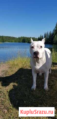 Стаффордширский терьер по имени Айза Кировск - изображение 1