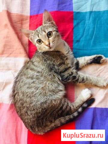 Рыську бросили на даче. Ей нужен дом Новое Девяткино - изображение 1