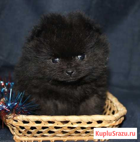 Шпиц померанский Архангельск - изображение 1