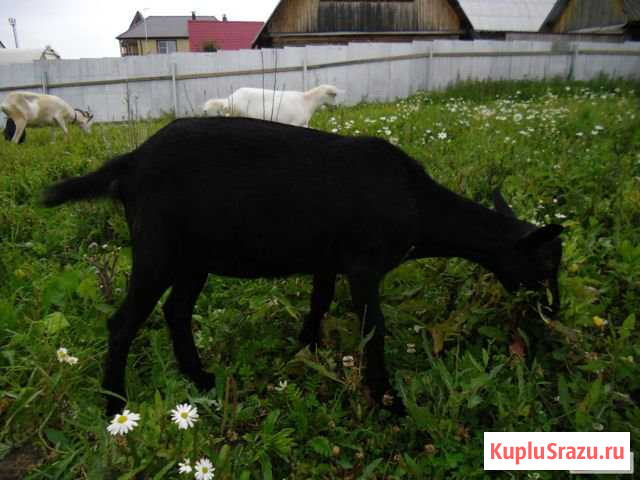 Коза Красноусольский - изображение 1