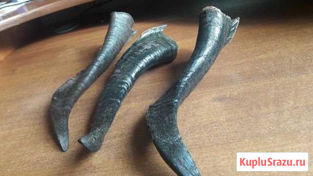 Продам Рога горного козла Майский - изображение 1