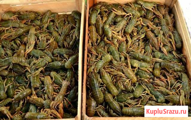 Раки живые Белгород - изображение 1