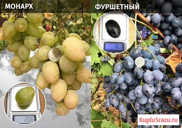 Саженцы винограда Разумное - изображение 1