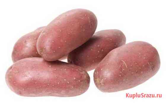 Картофель Салават