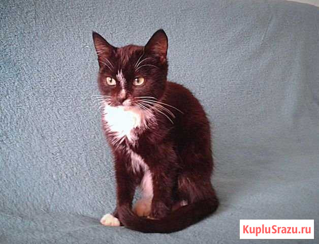 Котенок Приютово - изображение 1