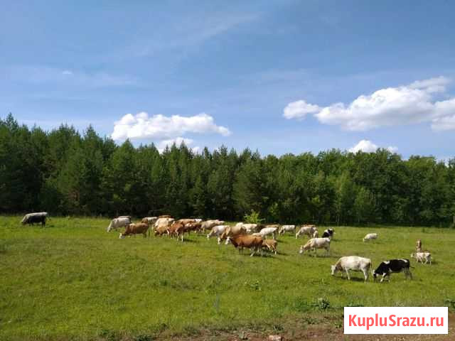 Коровы, бычки, телки, телята, в количестве 50голов Раевский - изображение 1