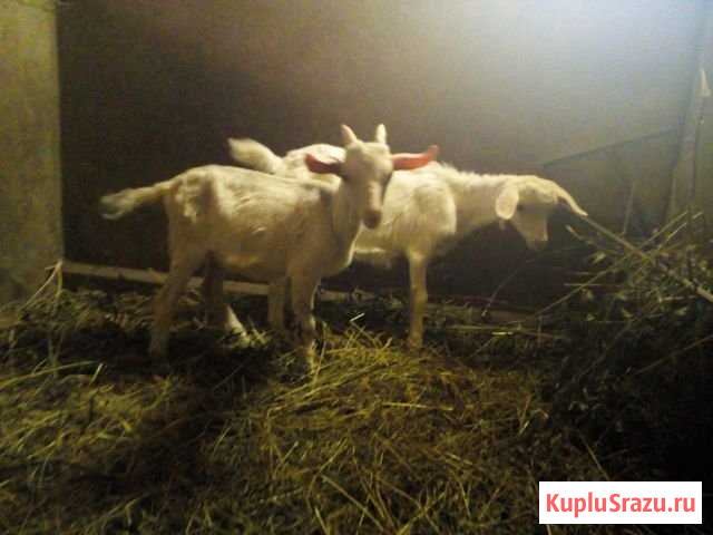 Козлик на племя Фокино - изображение 1