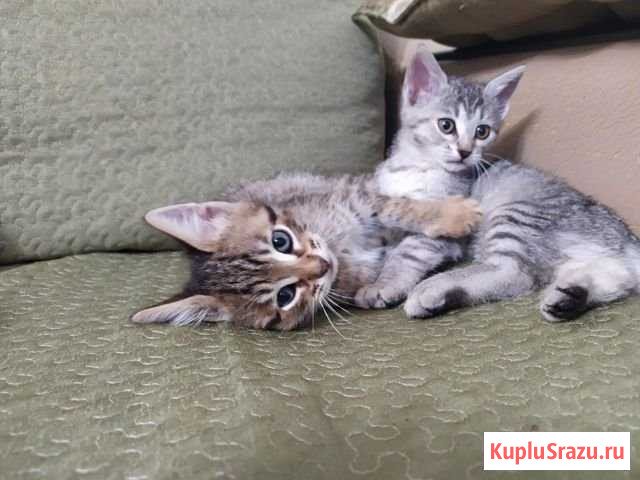 Отдам котят в добрые руки Камешково - изображение 1