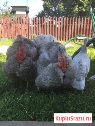 Инкубационное яйцо индейки. Индюки, индюшата.Навоз Киржач - изображение 1