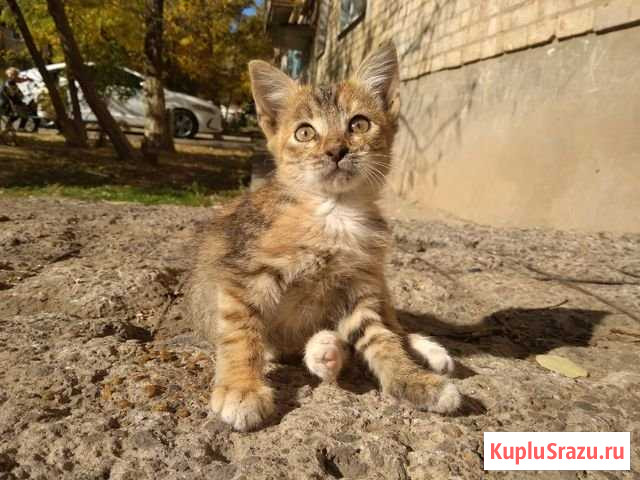 Красивые котята Средняя Ахтуба - изображение 1