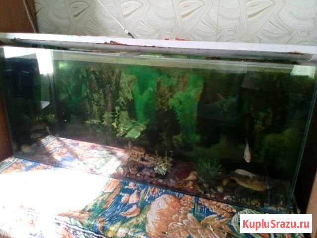 Аквариум Фролово - изображение 1