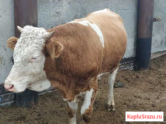 Бык Котельниково - изображение 1