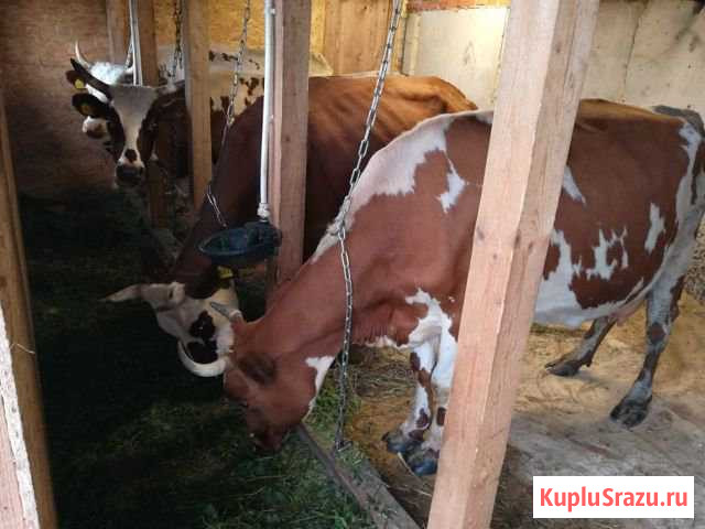 Коровы айрширской породы Кольчугино - изображение 1