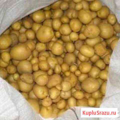 Продаю картофель (Беби) некондиция Волжский